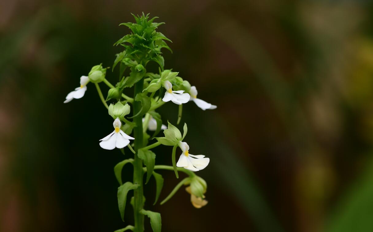 Calanthe argenteostriata