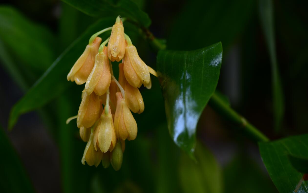 Dendrobium sulcatum