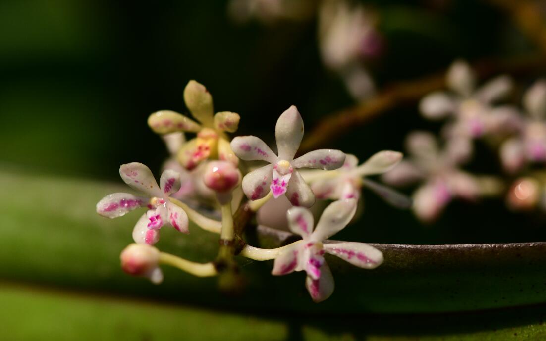 Acampe joiceyana