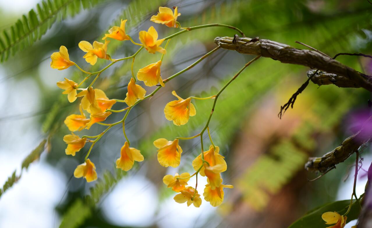 Dendrobium capillipes