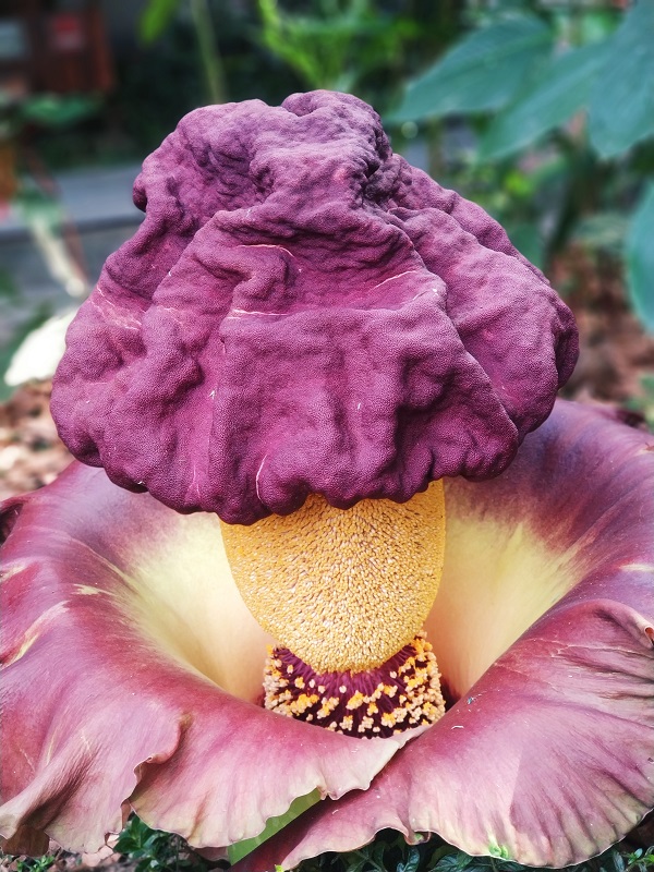 Amorphophallus paeoniifolius