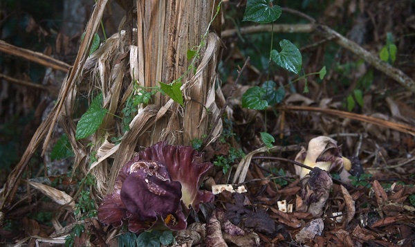 Amorphophallus paeoniifolius