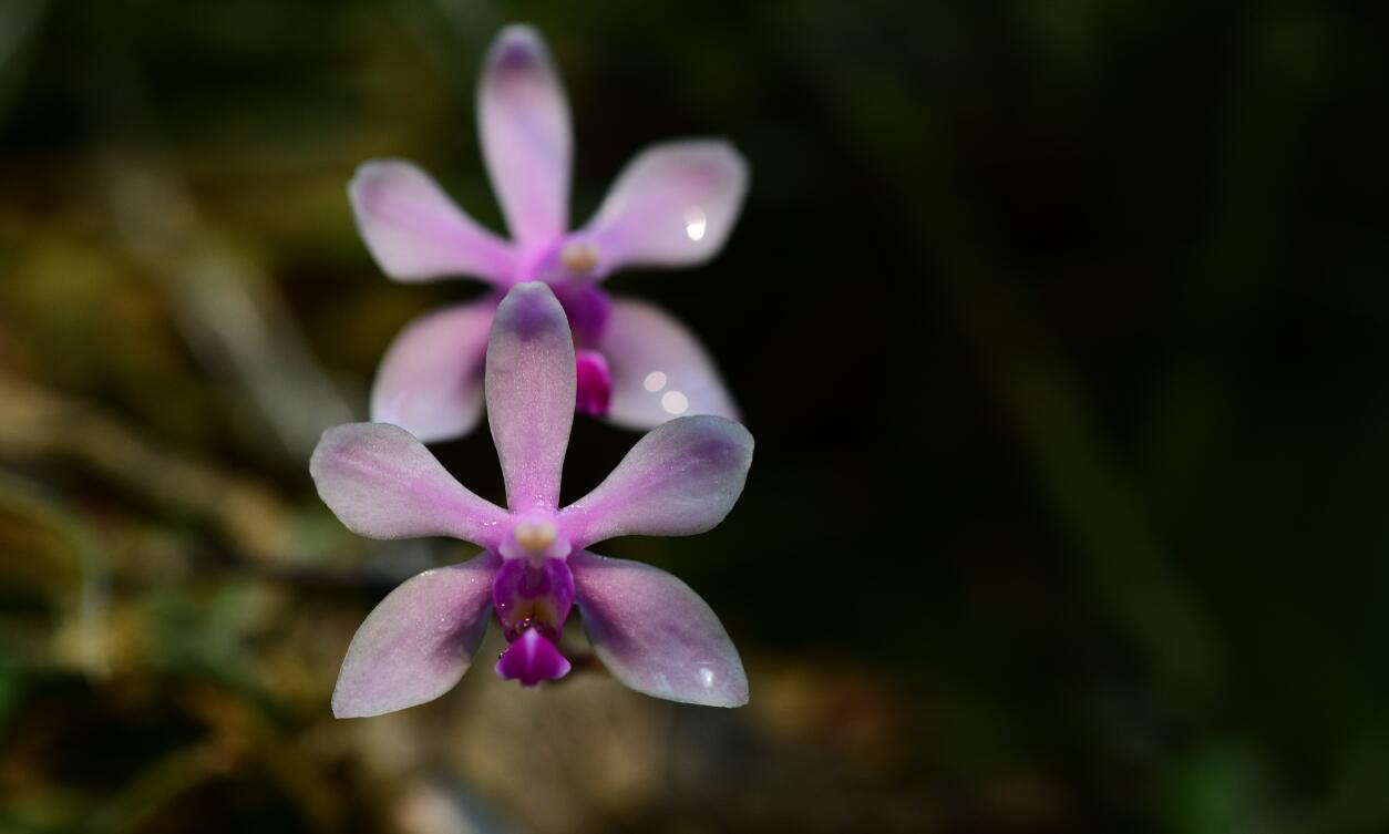 Phalaenopsis wilsonii