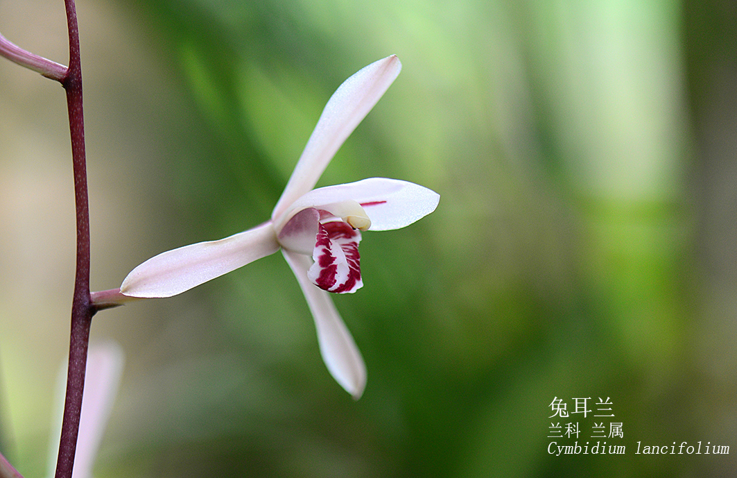 Cymbidium lancifolium