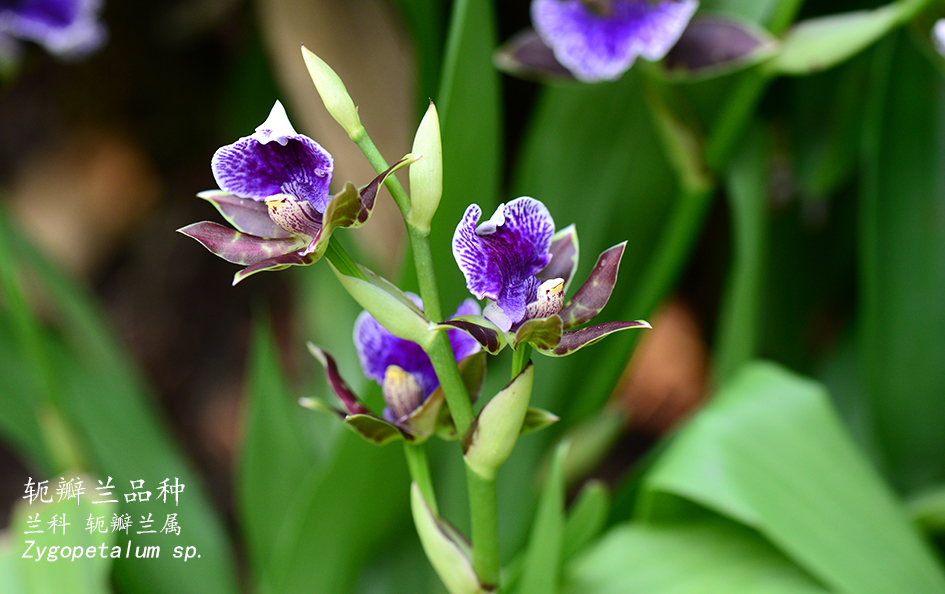 Zygopetalum sp.