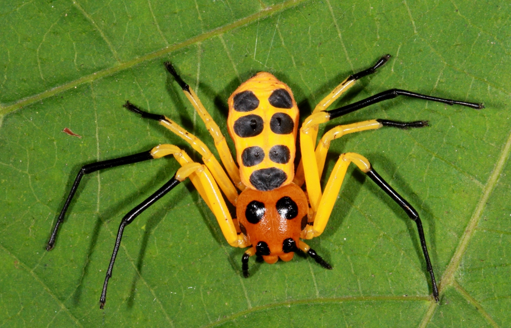 Chinese scientist discovers new spider species