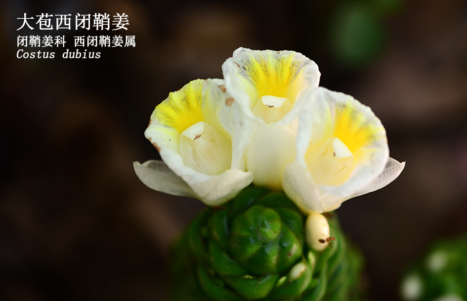 Costus dubius