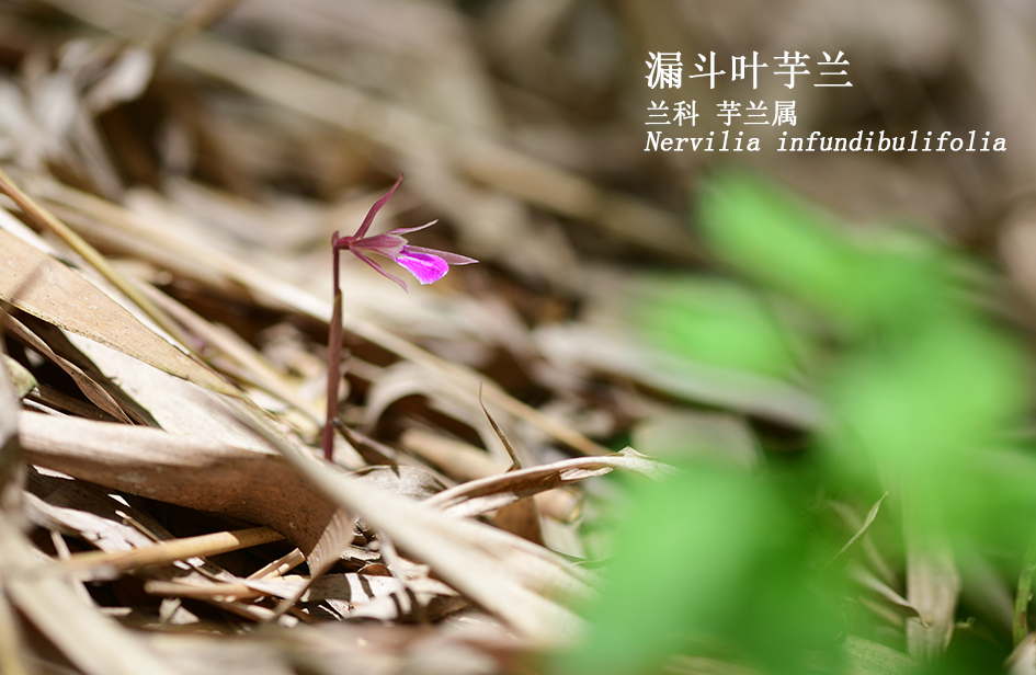 Nervilia infundibulifolia