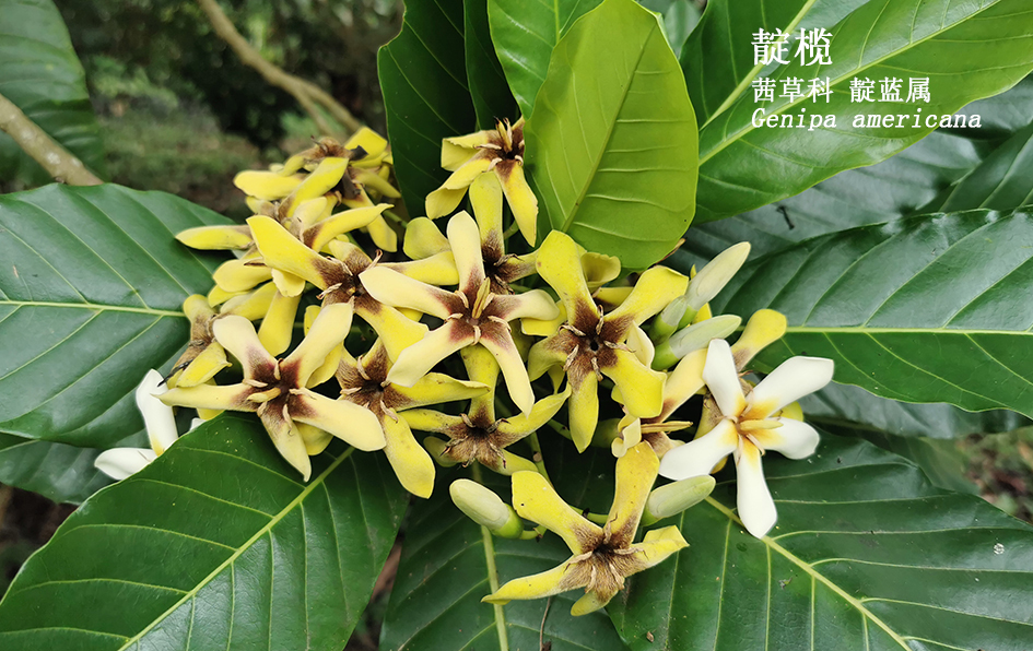 Genipa americana