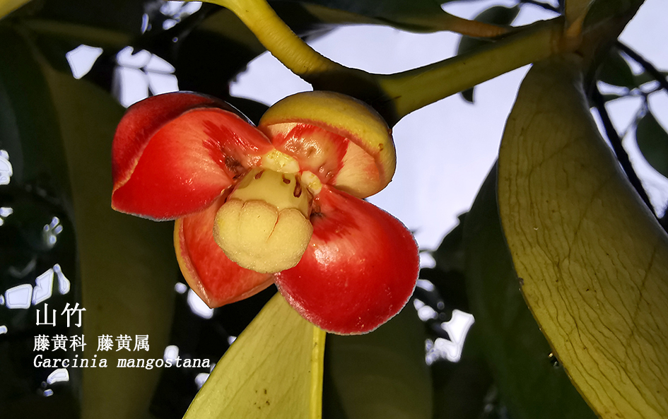 Garcinia mangostana