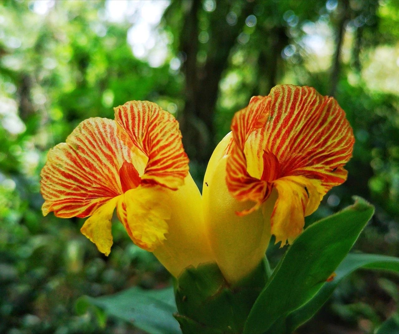 Costus pictus
