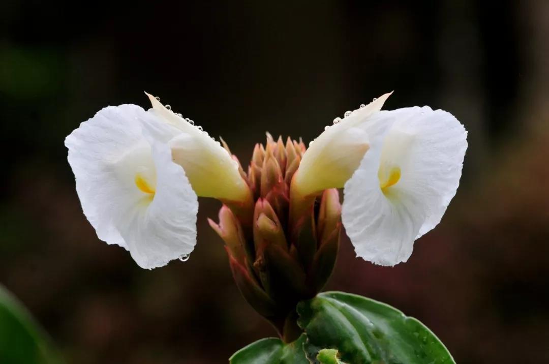 Costus speciosus