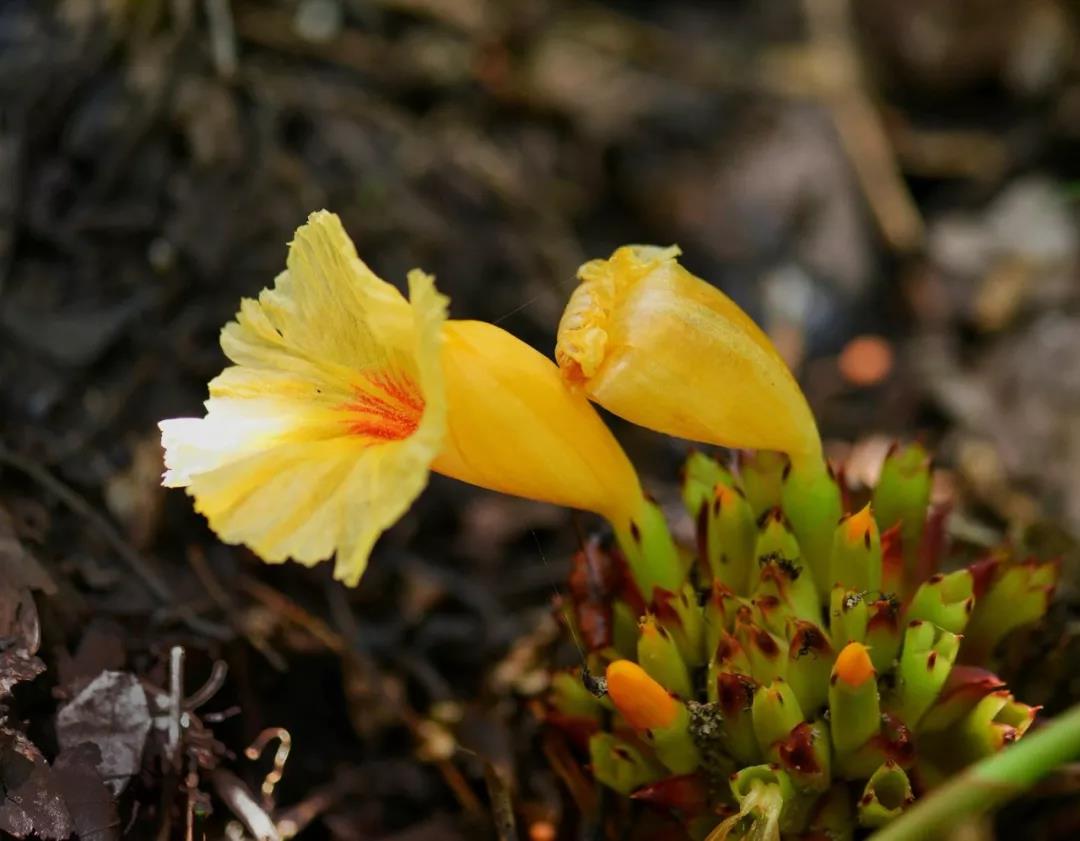 Costus tonkinensis
