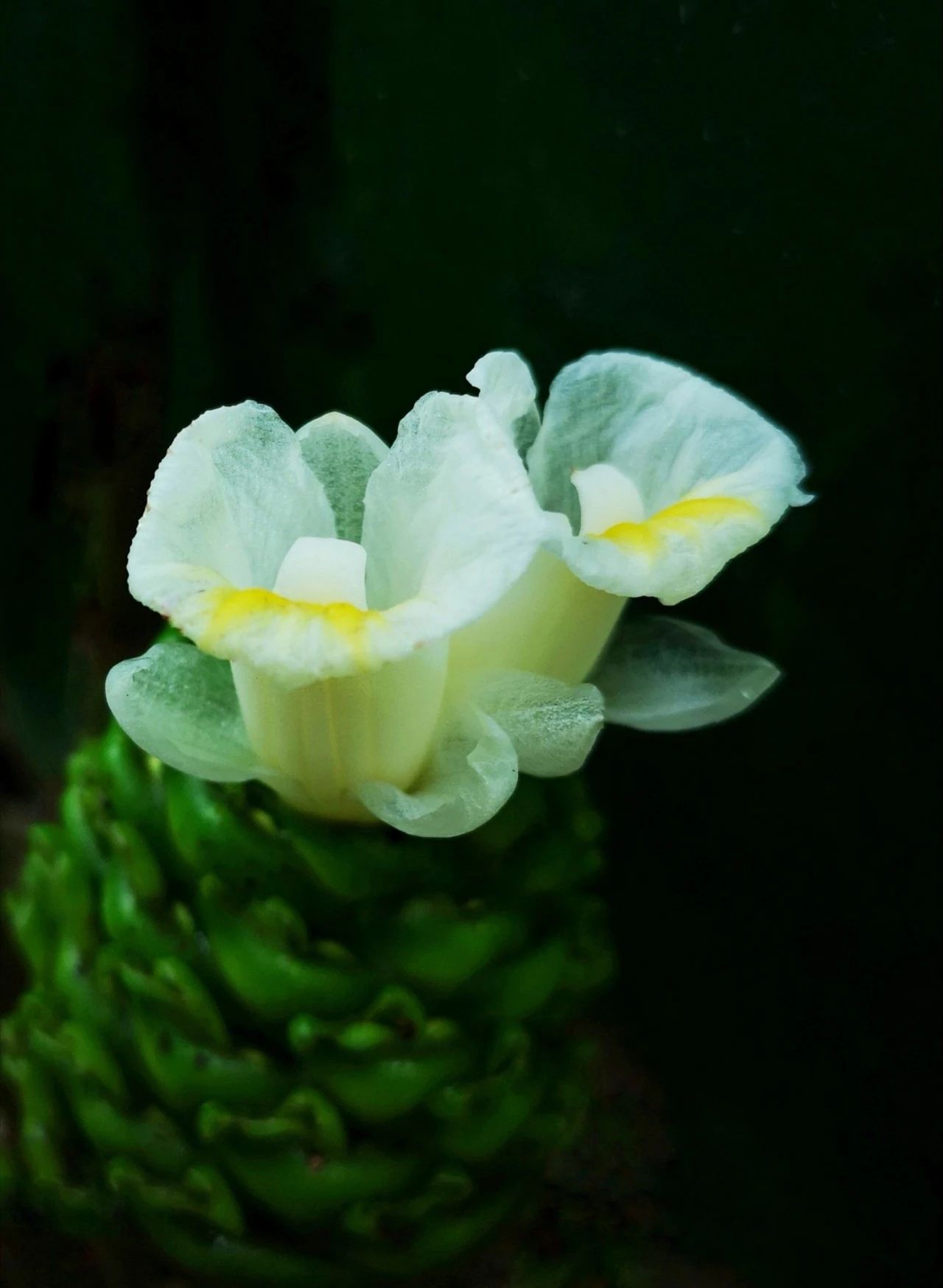 Costus dubius