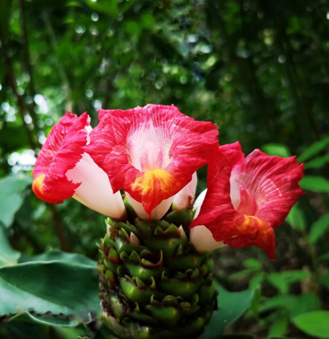Costus lucanusianus