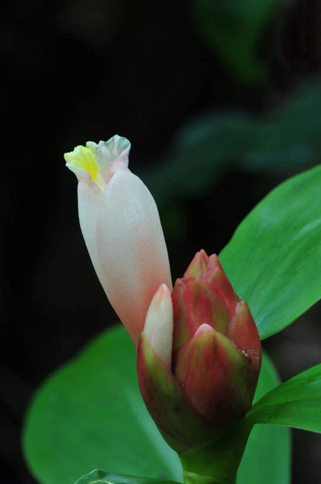 Costus spiralis