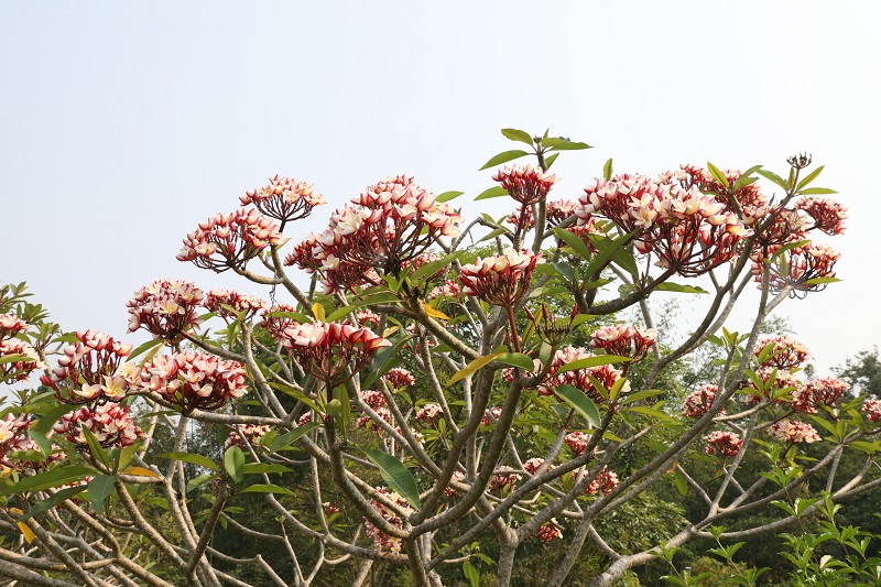 Flowers with an unusual charm