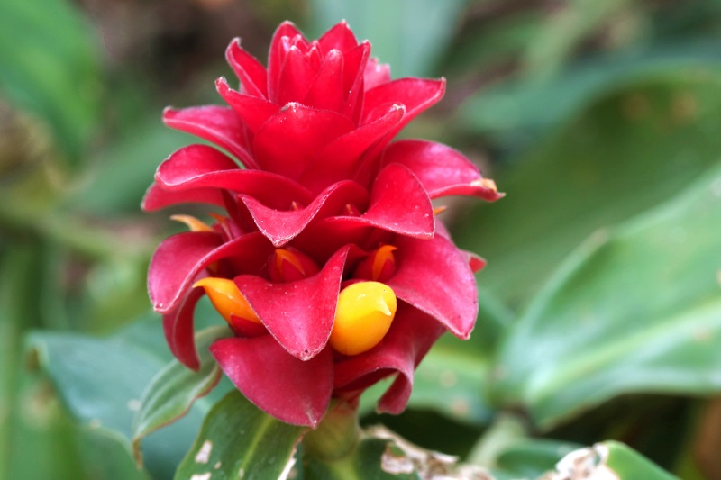 Flowers with an unusual charm