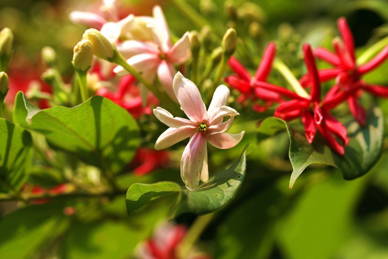 Flowers with an unusual charm