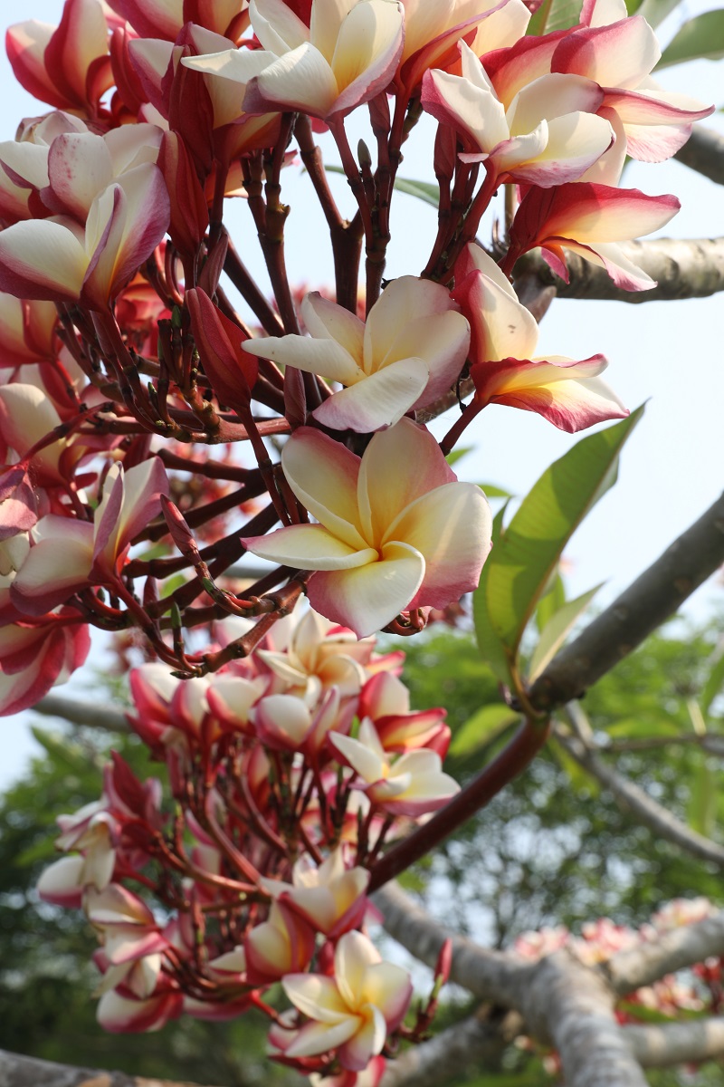 Flowers with an unusual charm