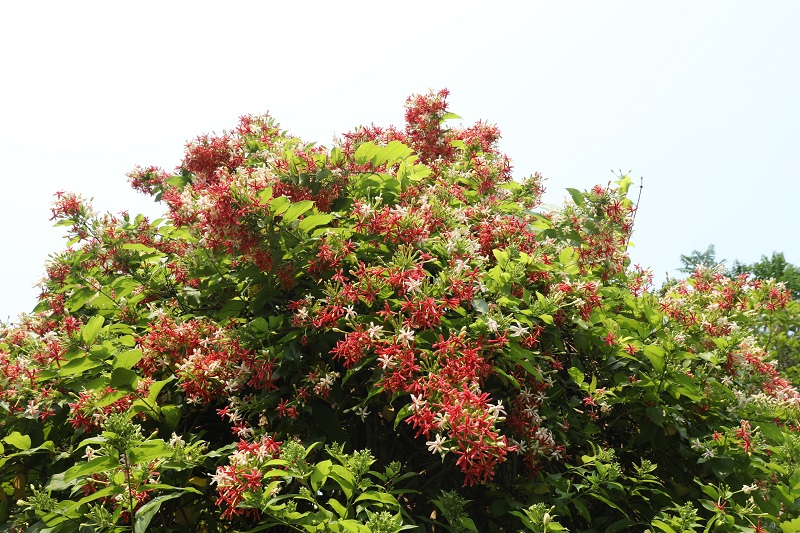 Flowers with an unusual charm