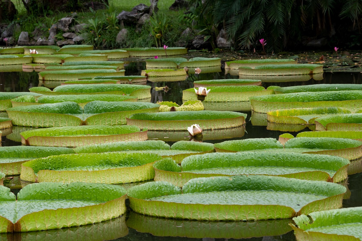 Lotus Victoria:a New Tourist Attraction for Yunnan