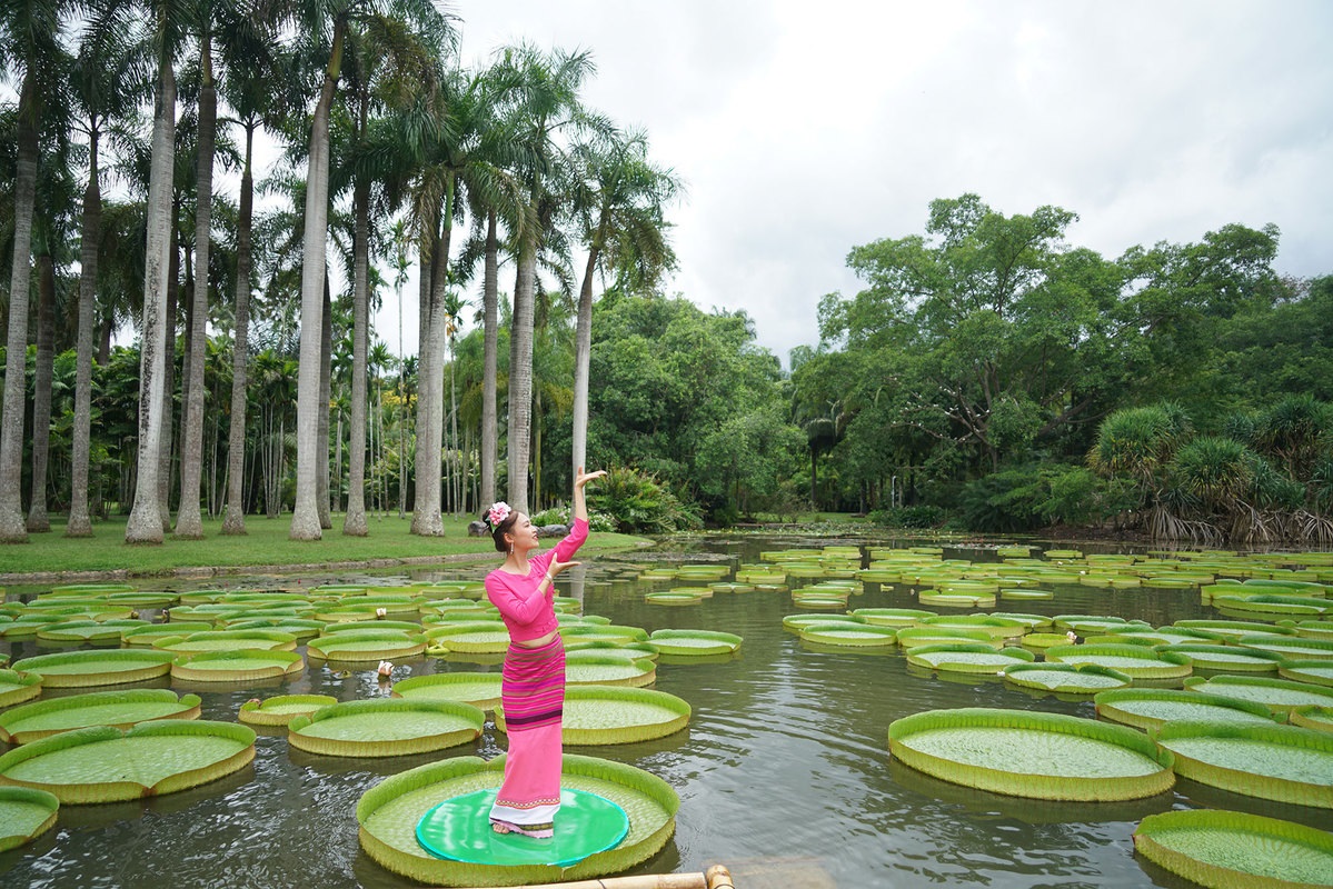 Lotus Victoria:a New Tourist Attraction for Yunnan