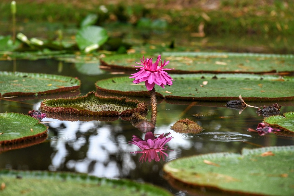 Lotus Victoria:a New Tourist Attraction for Yunnan