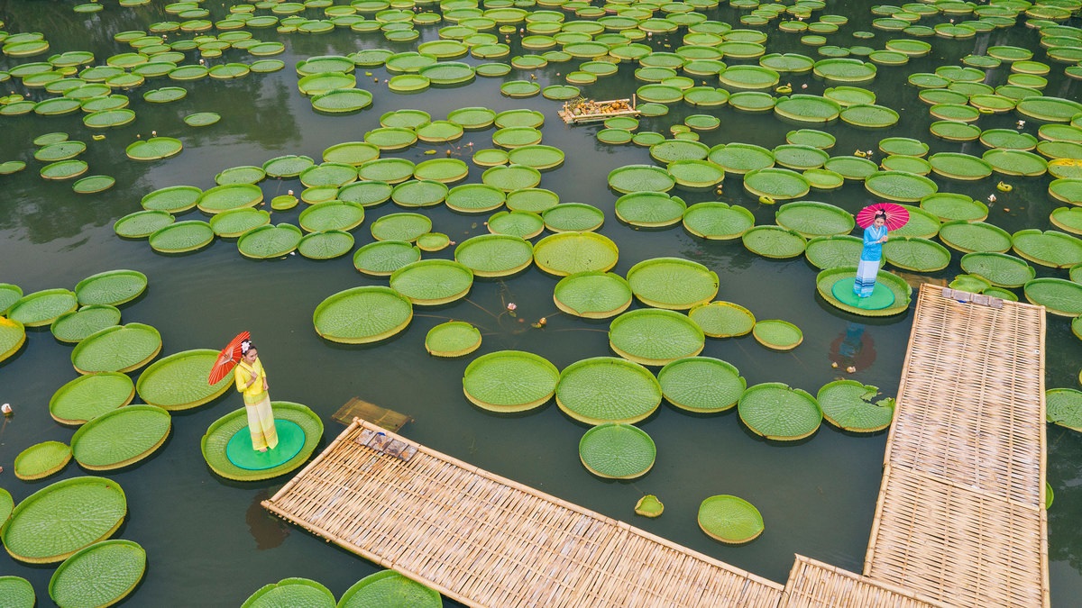 Lotus Victoria:a New Tourist Attraction for Yunnan