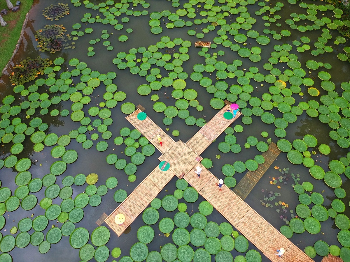 Lotus Victoria:a New Tourist Attraction for Yunnan