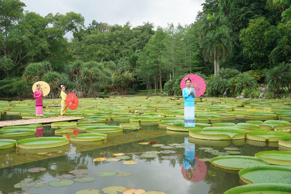 Lotus Victoria:a New Tourist Attraction for Yunnan