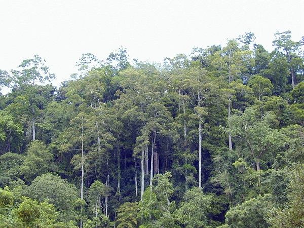 Parashorea chinensis
