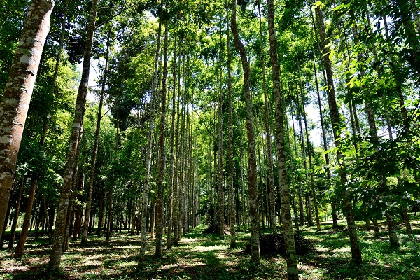 Parashorea chinensis collection  at XTBG
