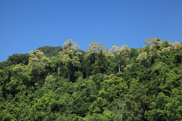 Parashorea chinensis