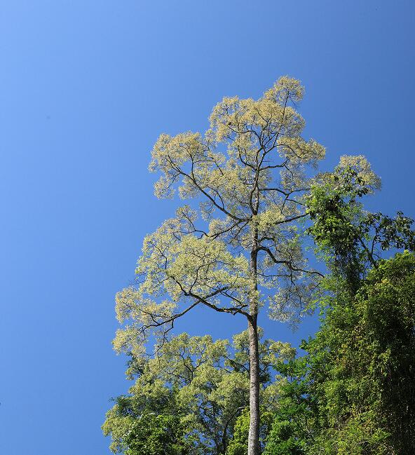 Parashorea chinensis  in Xishuangbanna