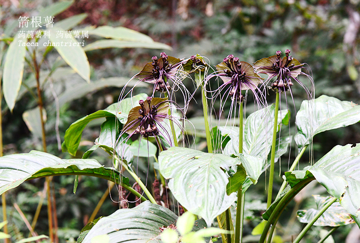 Tacca chantrieri