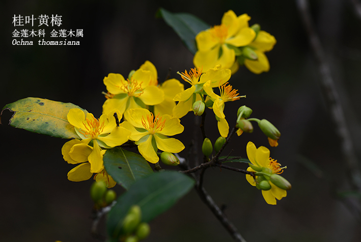 Ochna thomasiana