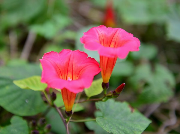 A kind of Pharbitis at XTBG
