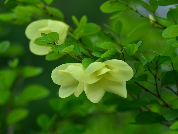Bauhinia tomentosa