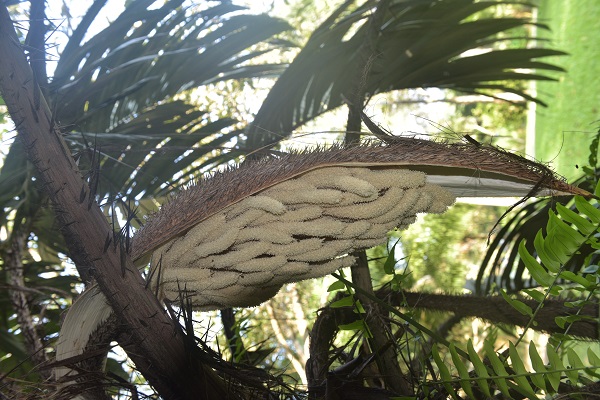 Inflorence of Astrocaryum aculeatum