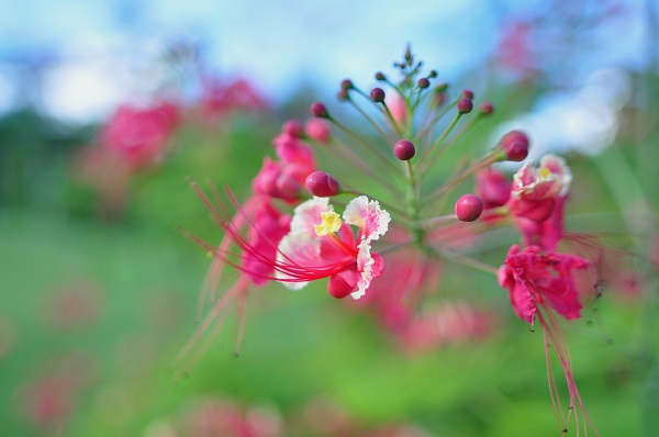 Caesalpinia pulcherrima