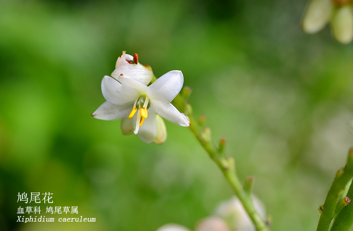 Xiphidium caeruleum