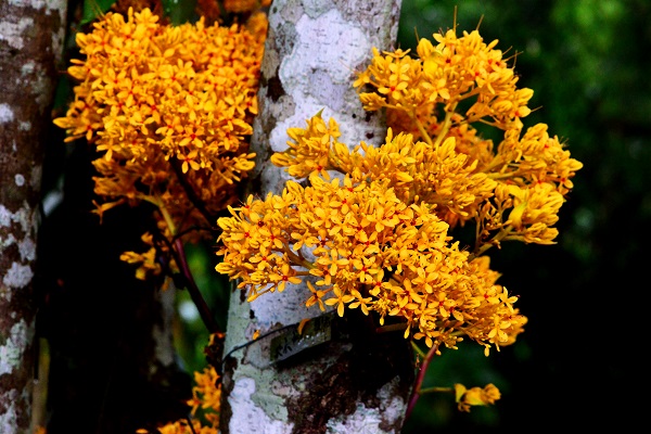 Sorrowless flower