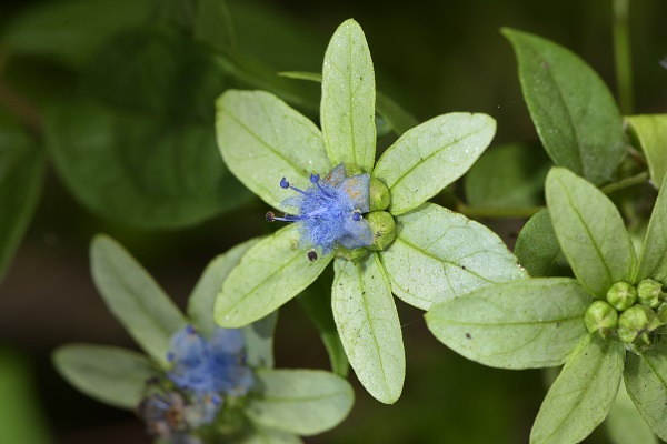 Sphenodesme mollis