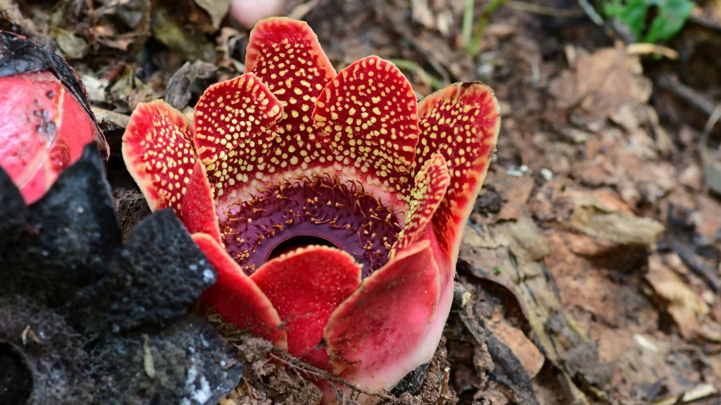 The rare bloom you've never seen and may never see again