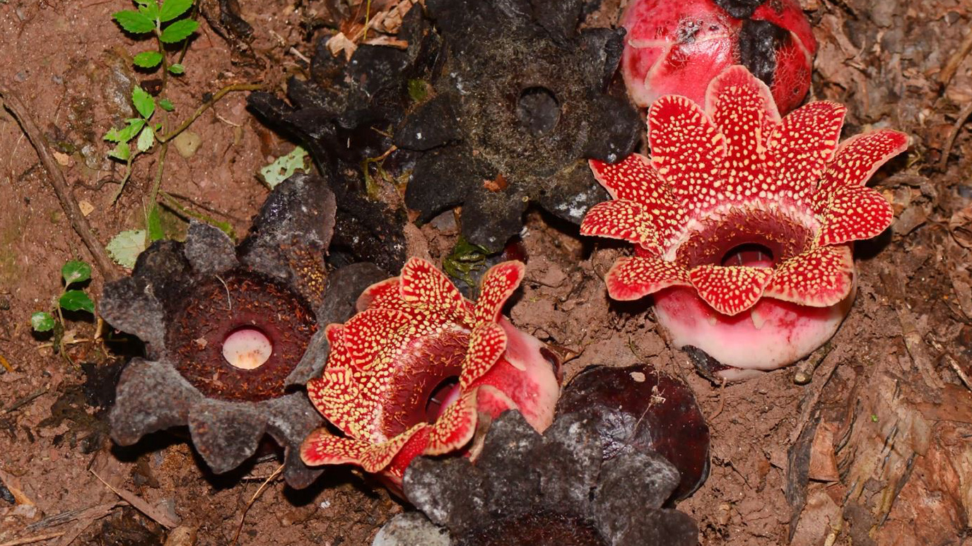 The rare bloom you've never seen and may never see again