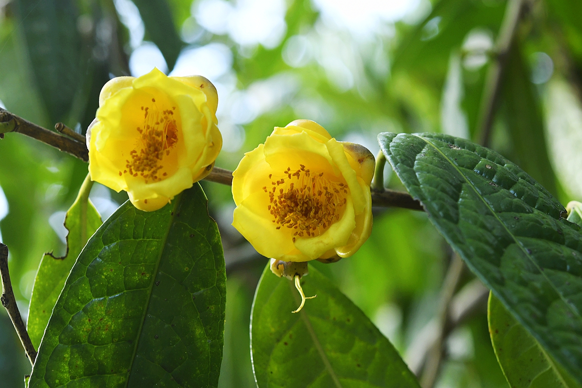 December blooms at Xishuangbanna Tropical Botanic Garden