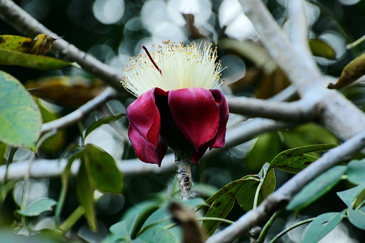 December blooms at Xishuangbanna Tropical Botanic Garden