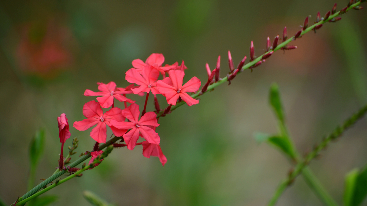 December blooms at Xishuangbanna Tropical Botanic Garden