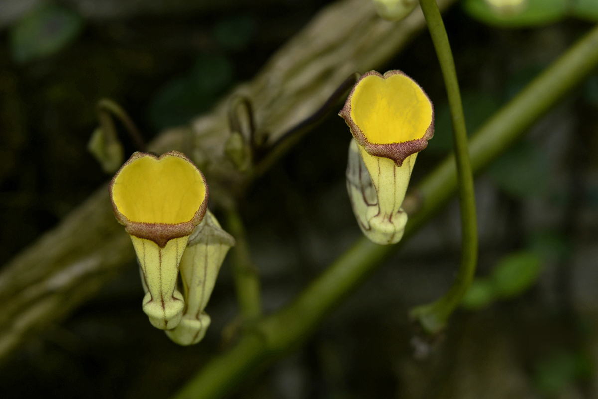 December blooms at Xishuangbanna Tropical Botanic Garden